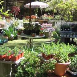 Maheshwari Organic Farm